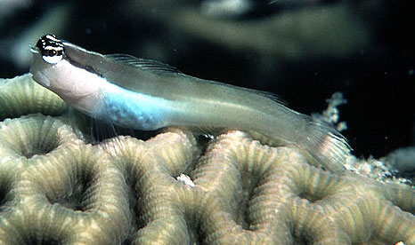 Ecsenius bandanus